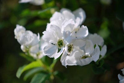 Pyracantha coccinea hlohyně ohnivá - květ